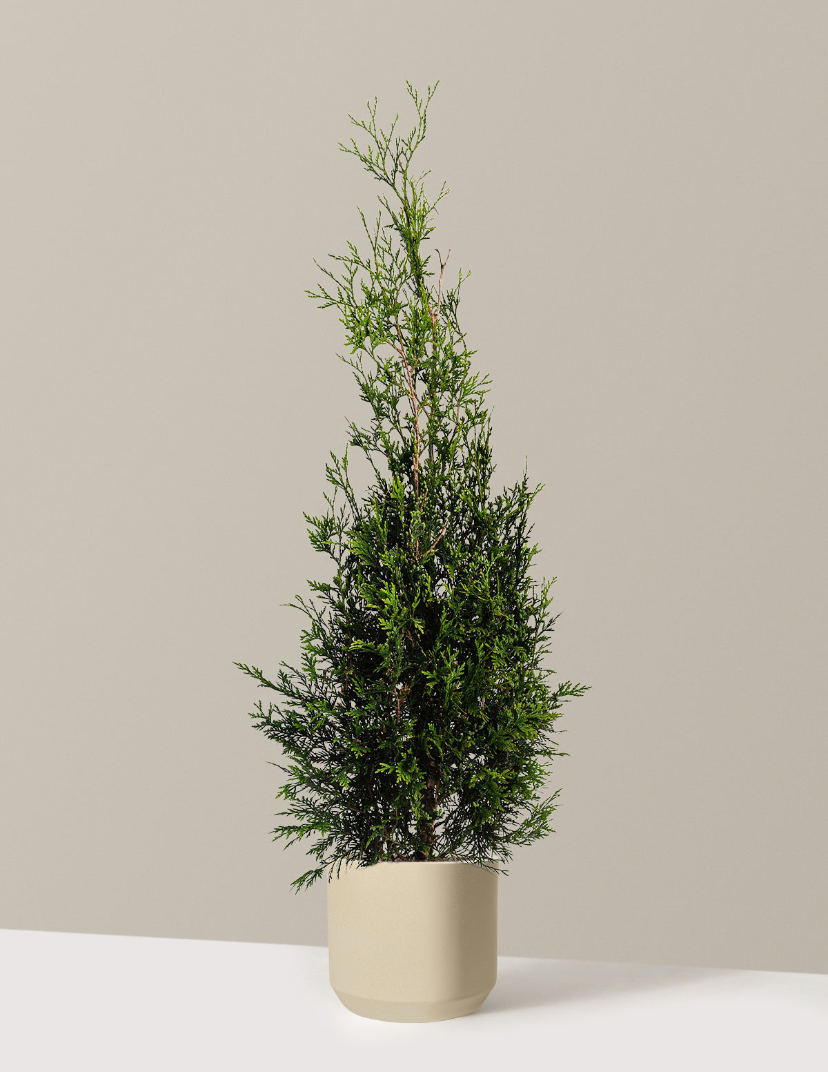 American Pillar Thuja