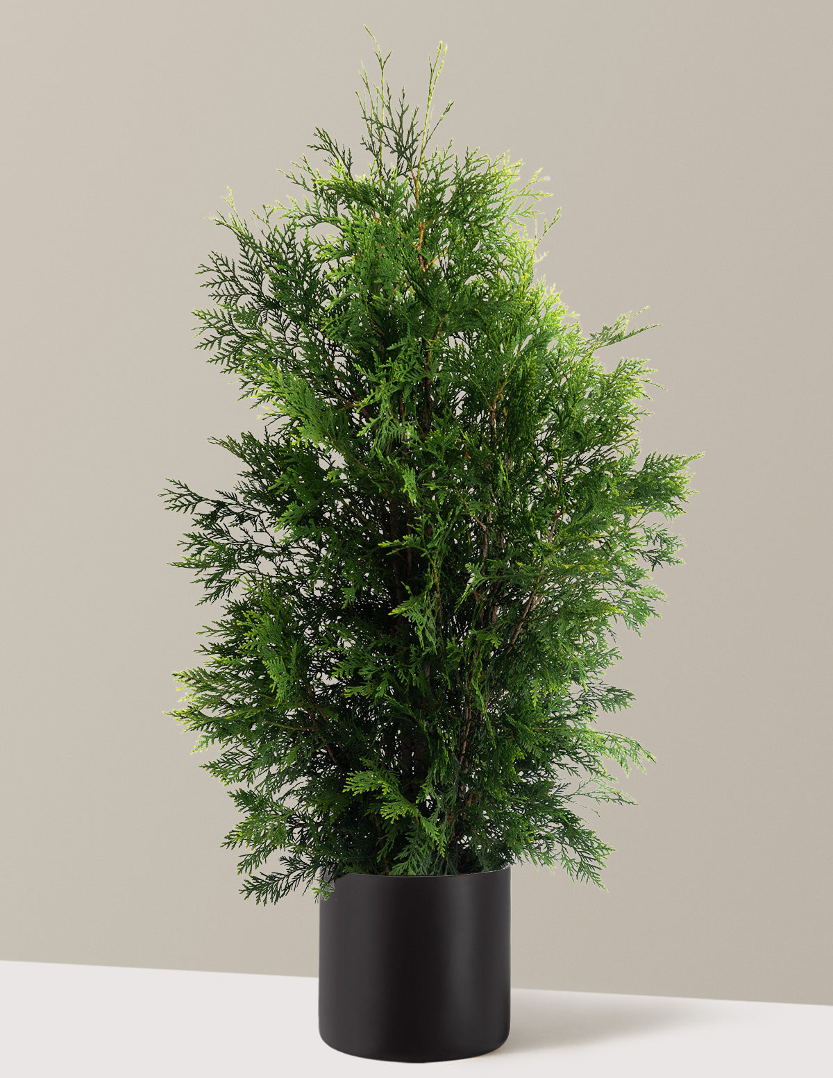 American Pillar Thuja
