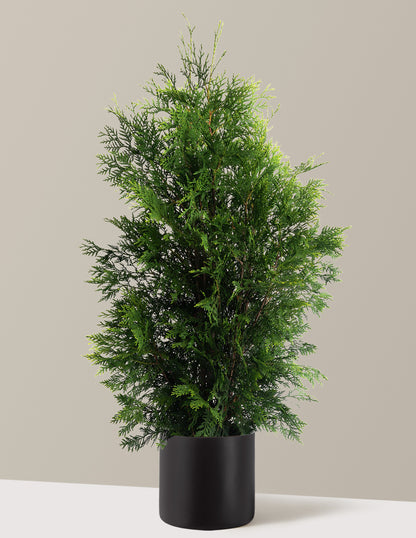 American Pillar Thuja