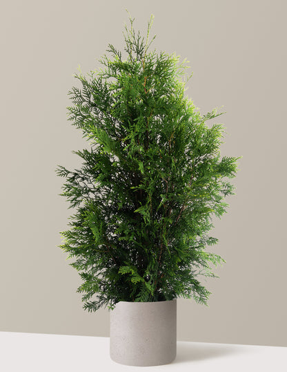 American Pillar Thuja