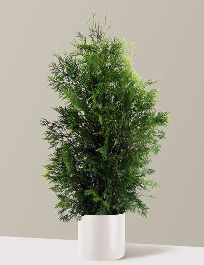 American Pillar Thuja