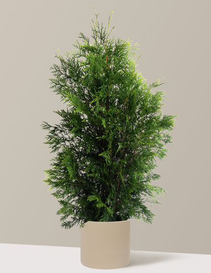 American Pillar Thuja
