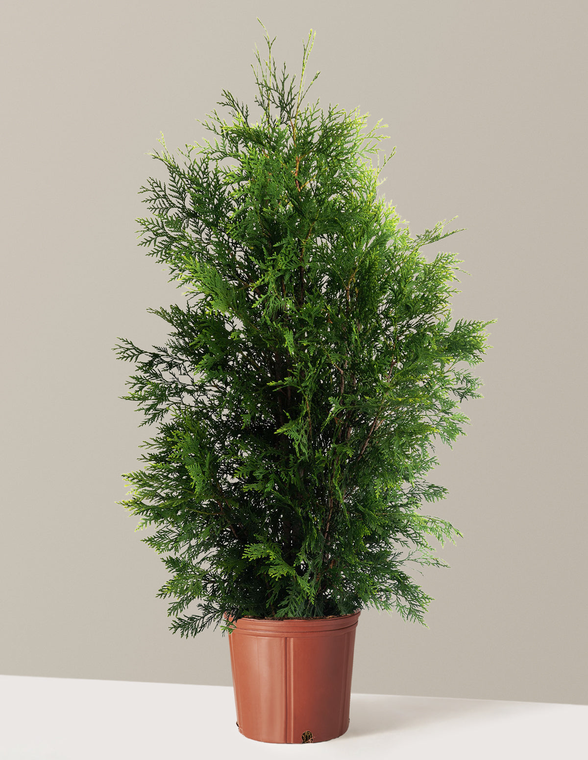 American Pillar Thuja