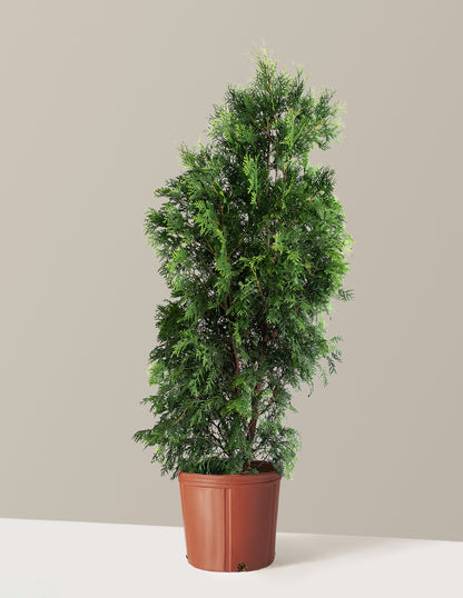 American Pillar Thuja