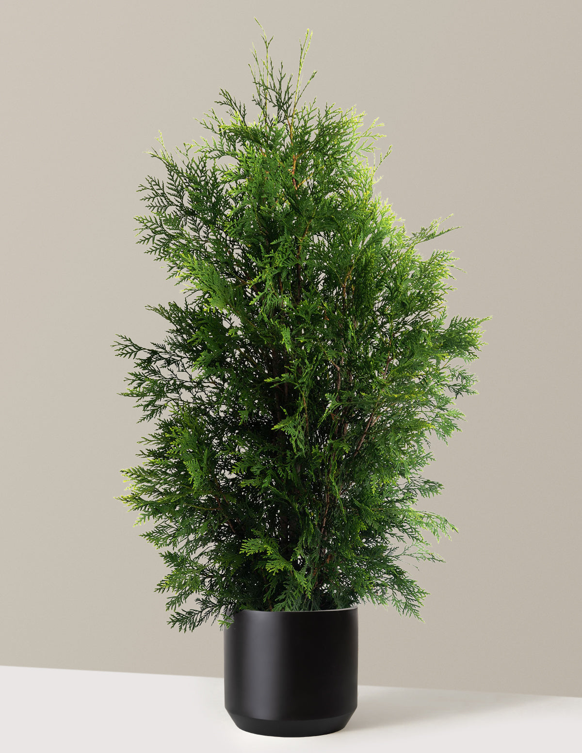 American Pillar Thuja