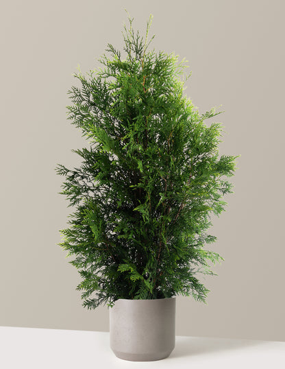 American Pillar Thuja