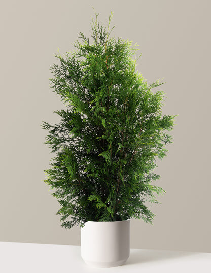 American Pillar Thuja