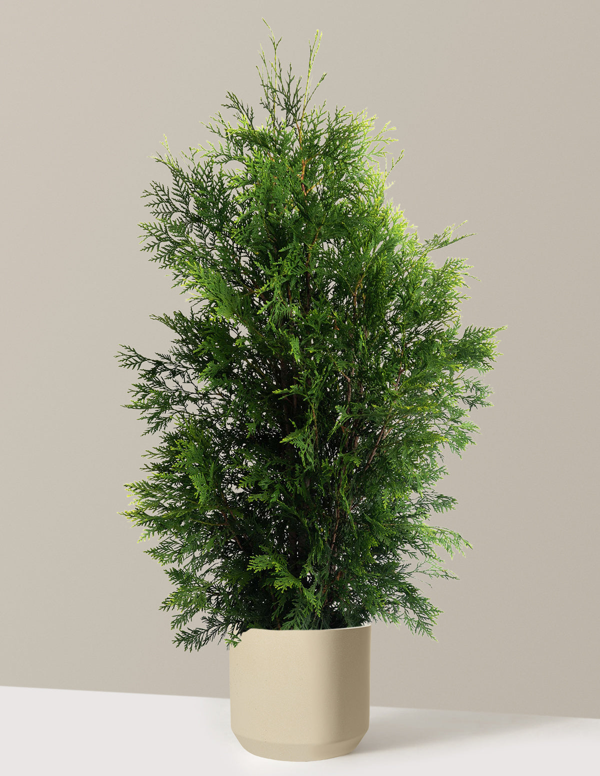American Pillar Thuja