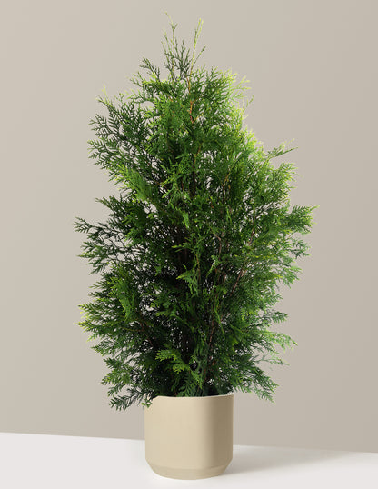 American Pillar Thuja