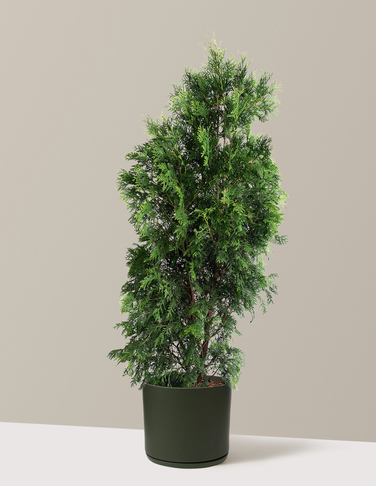 American Pillar Thuja