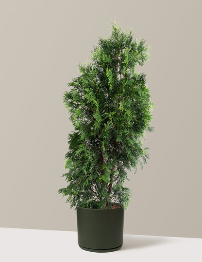 American Pillar Thuja