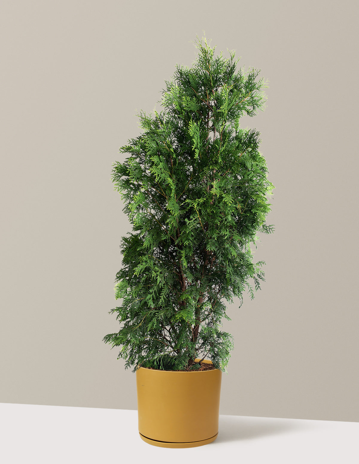 American Pillar Thuja