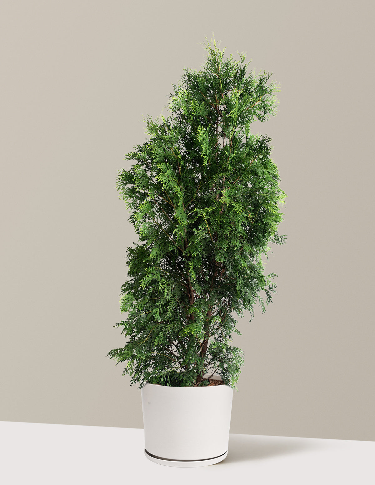 American Pillar Thuja
