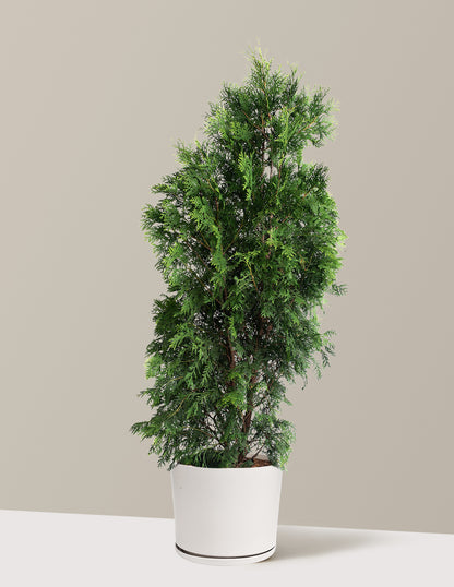 American Pillar Thuja