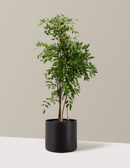 bundle | 2-3ft. | Agnes | Black