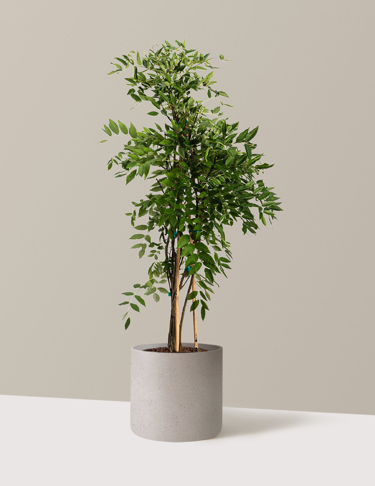 bundle | 2-3ft. | Agnes | Cement Grey