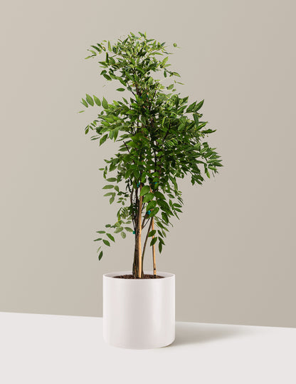 bundle | 2-3ft. | Agnes | Cream