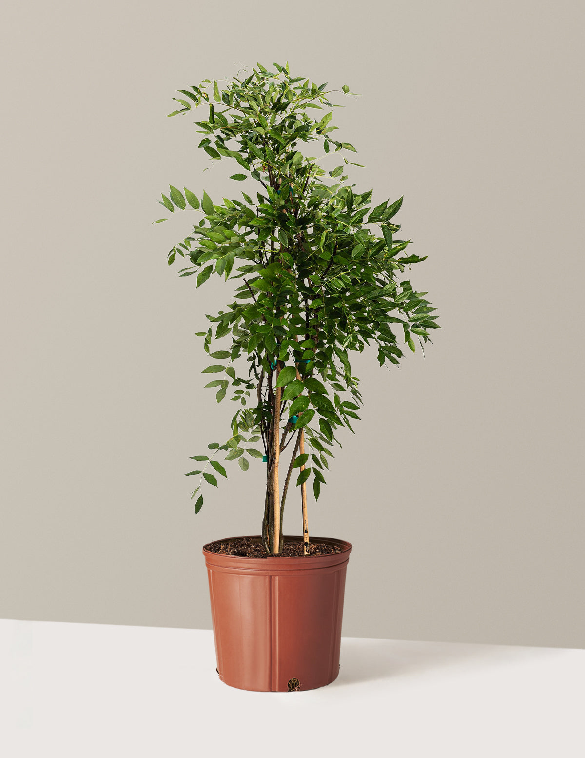 Amethyst Falls Wisteria