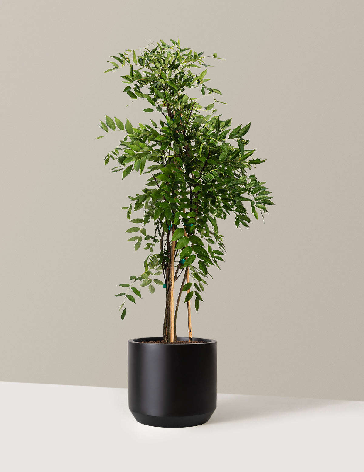 bundle | 2-3ft. | Mexia | Black