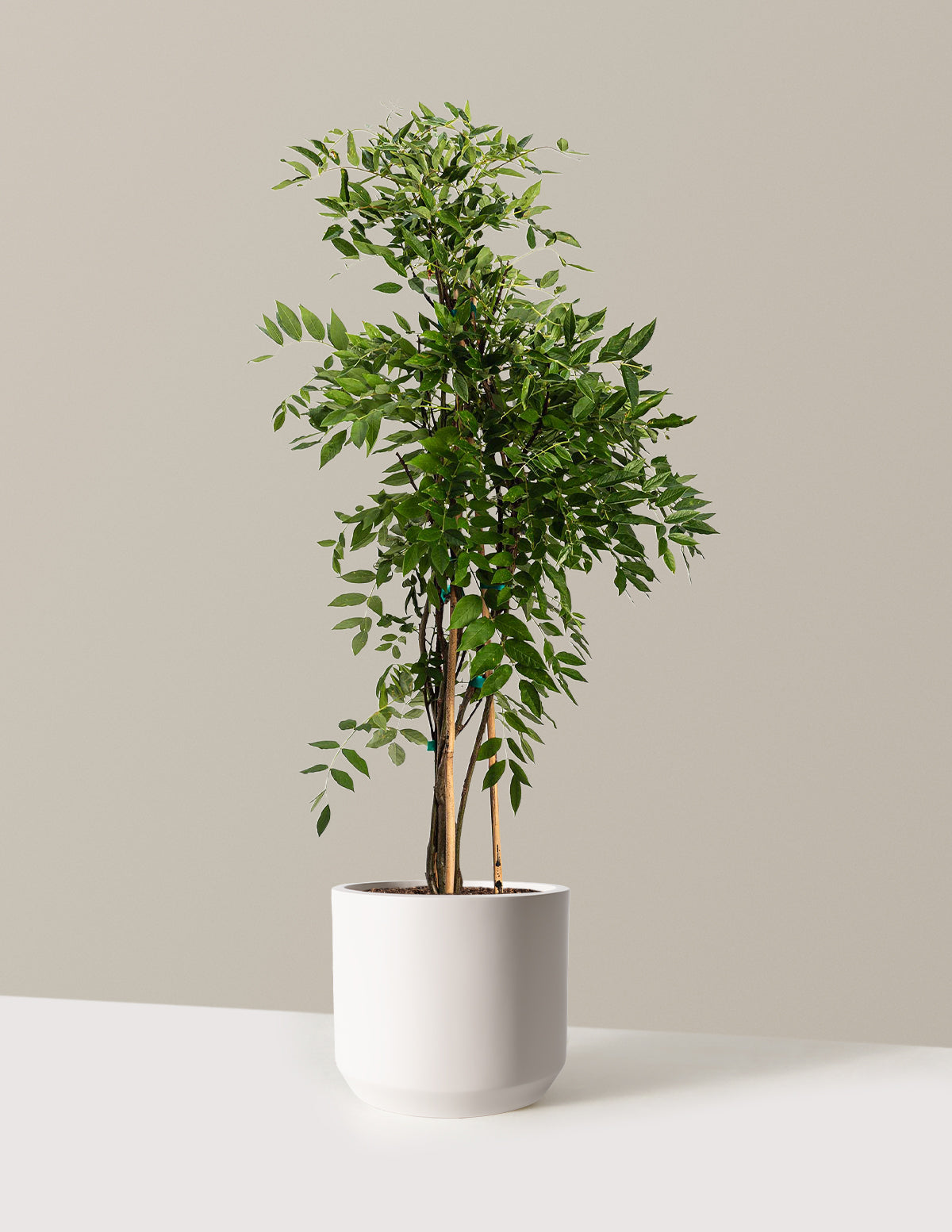 bundle | 2-3ft. | Mexia | Cream