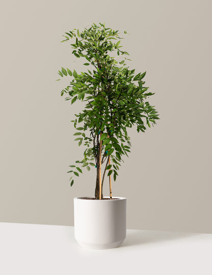 bundle | 2-3ft. | Mexia | Cream