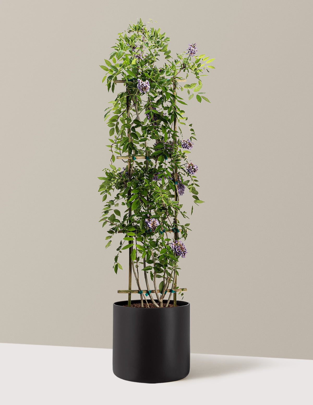 can you plant wisteria in a large pot Amethyst Falls Wisteria
