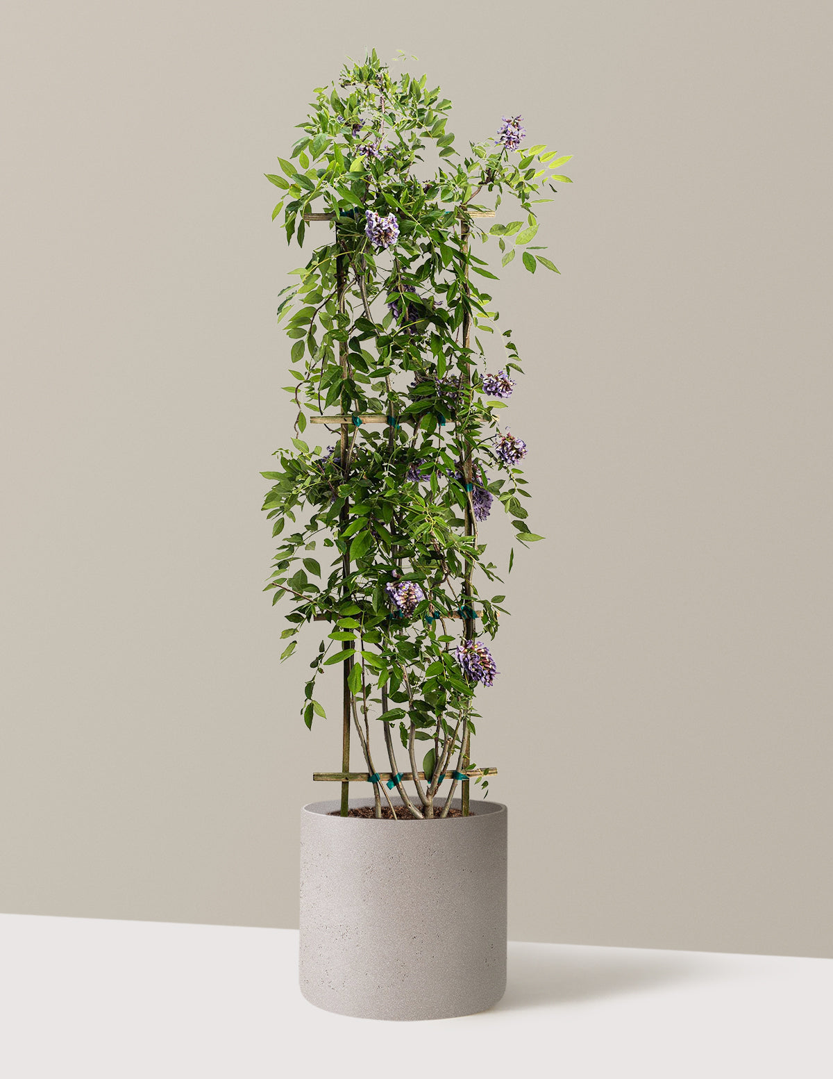 Amethyst Falls Wisteria