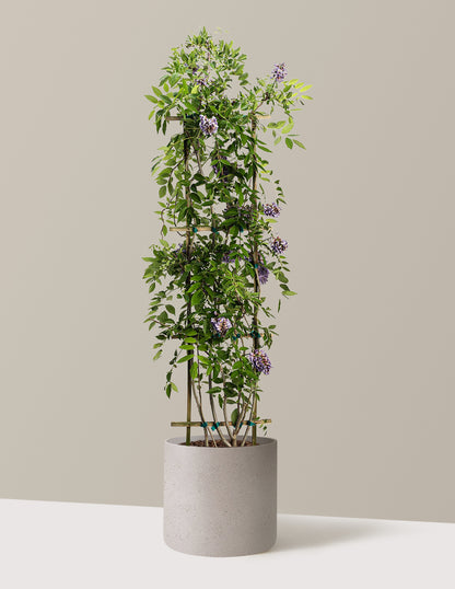 Amethyst Falls Wisteria