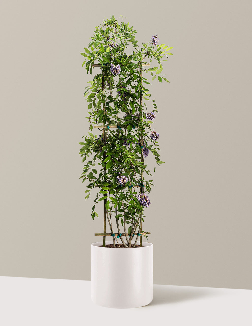 Amethyst Falls Wisteria