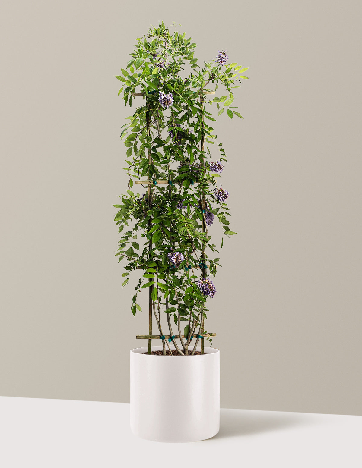 Amethyst Falls Wisteria