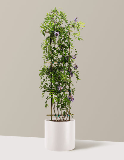 Amethyst Falls Wisteria