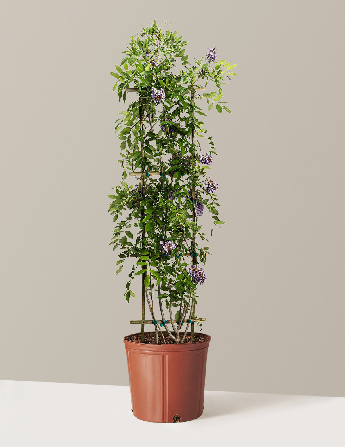 Amethyst Falls Wisteria