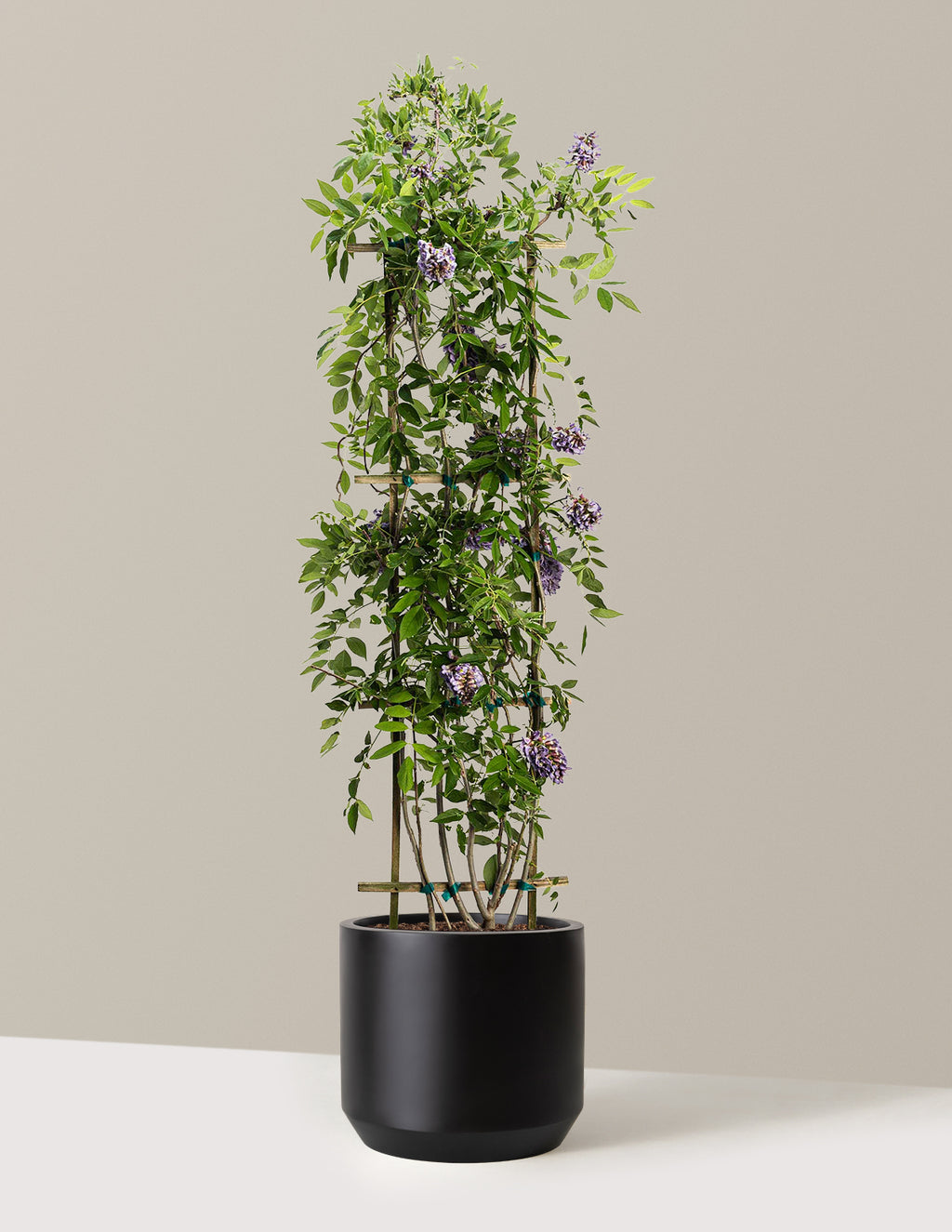 Amethyst Falls Wisteria