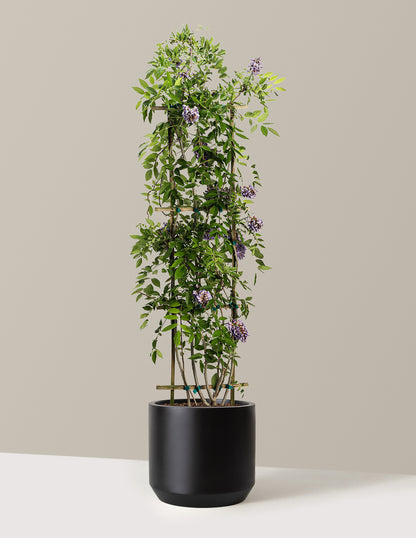 bundle | 3-4 ft. | Mexia | Black