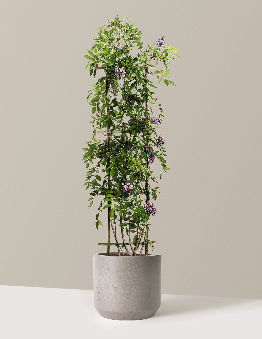 bundle | 3-4 ft. | Mexia | Cement Grey
