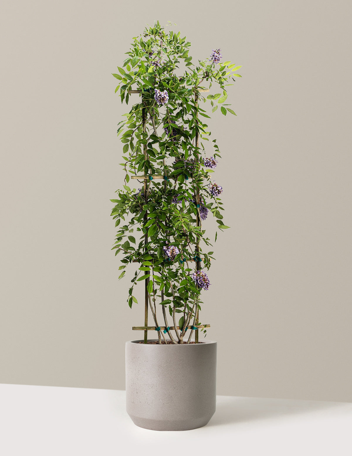 bundle | 3-4 ft. | Mexia | Cement Grey