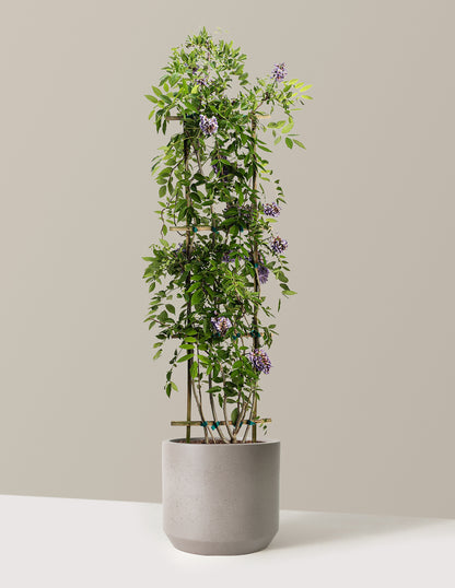 bundle | 3-4 ft. | Mexia | Cement Grey