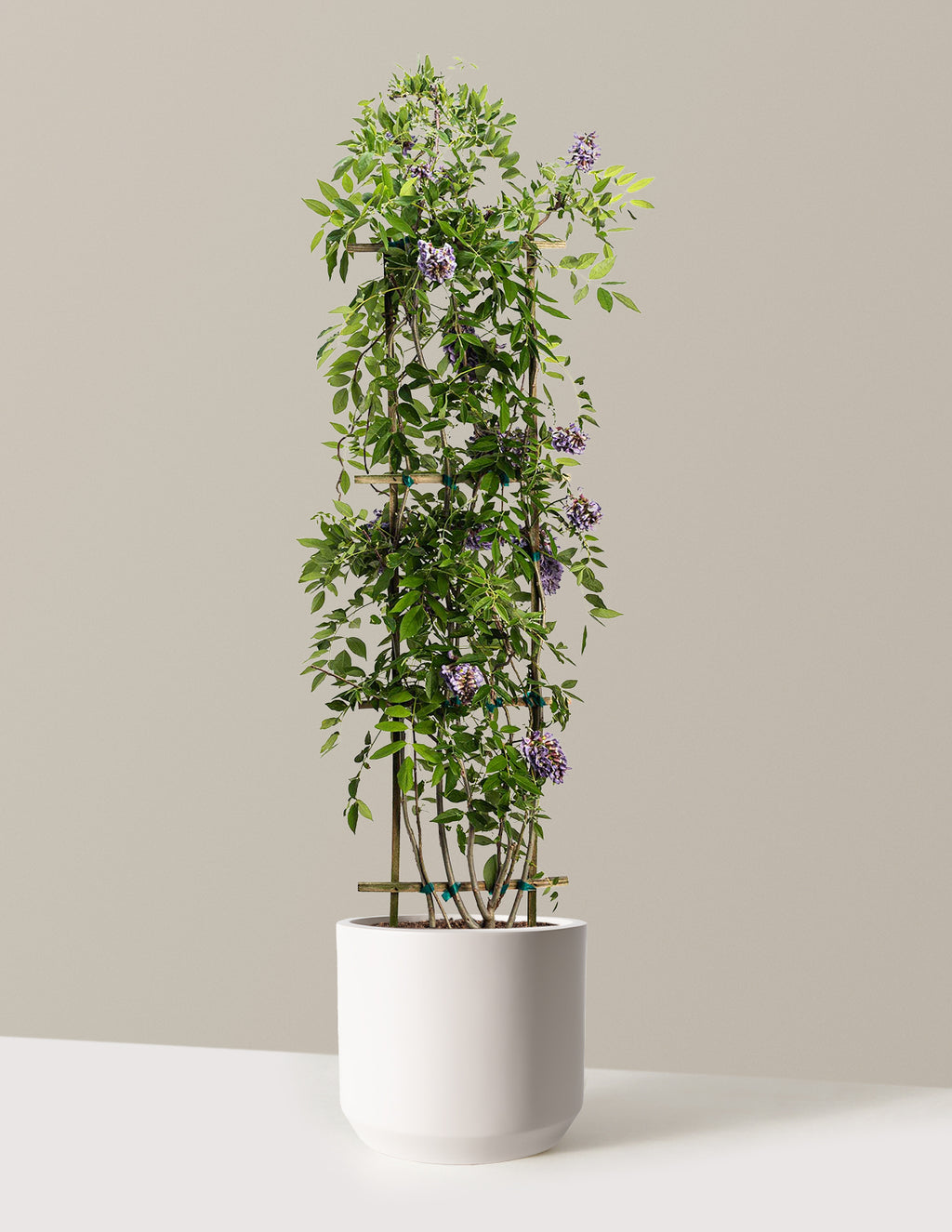 Amethyst Falls Wisteria