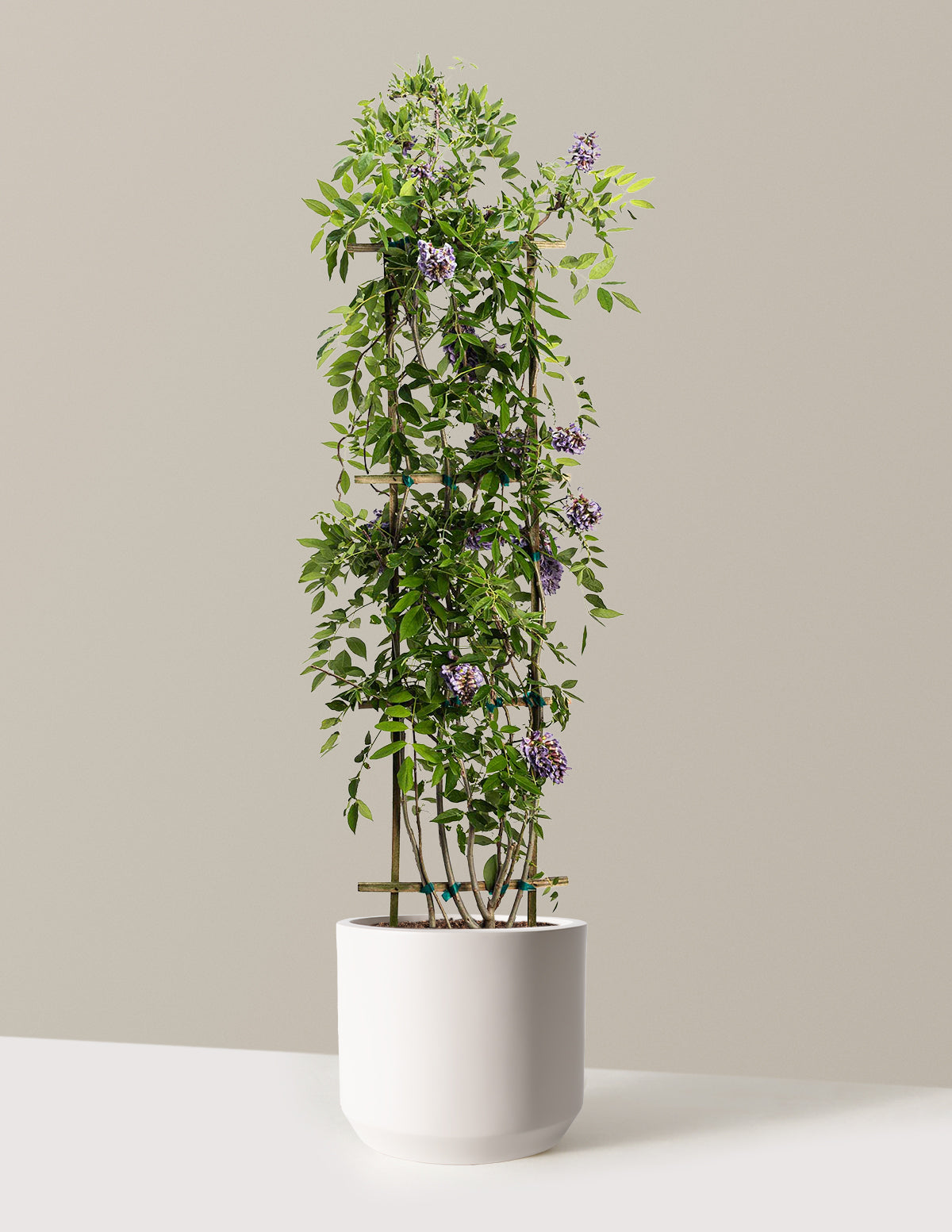 Amethyst Falls Wisteria