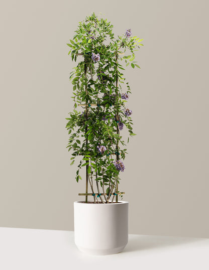 Amethyst Falls Wisteria