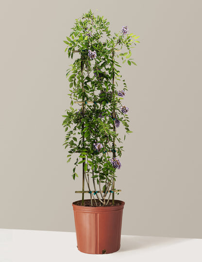 Amethyst Falls Wisteria
