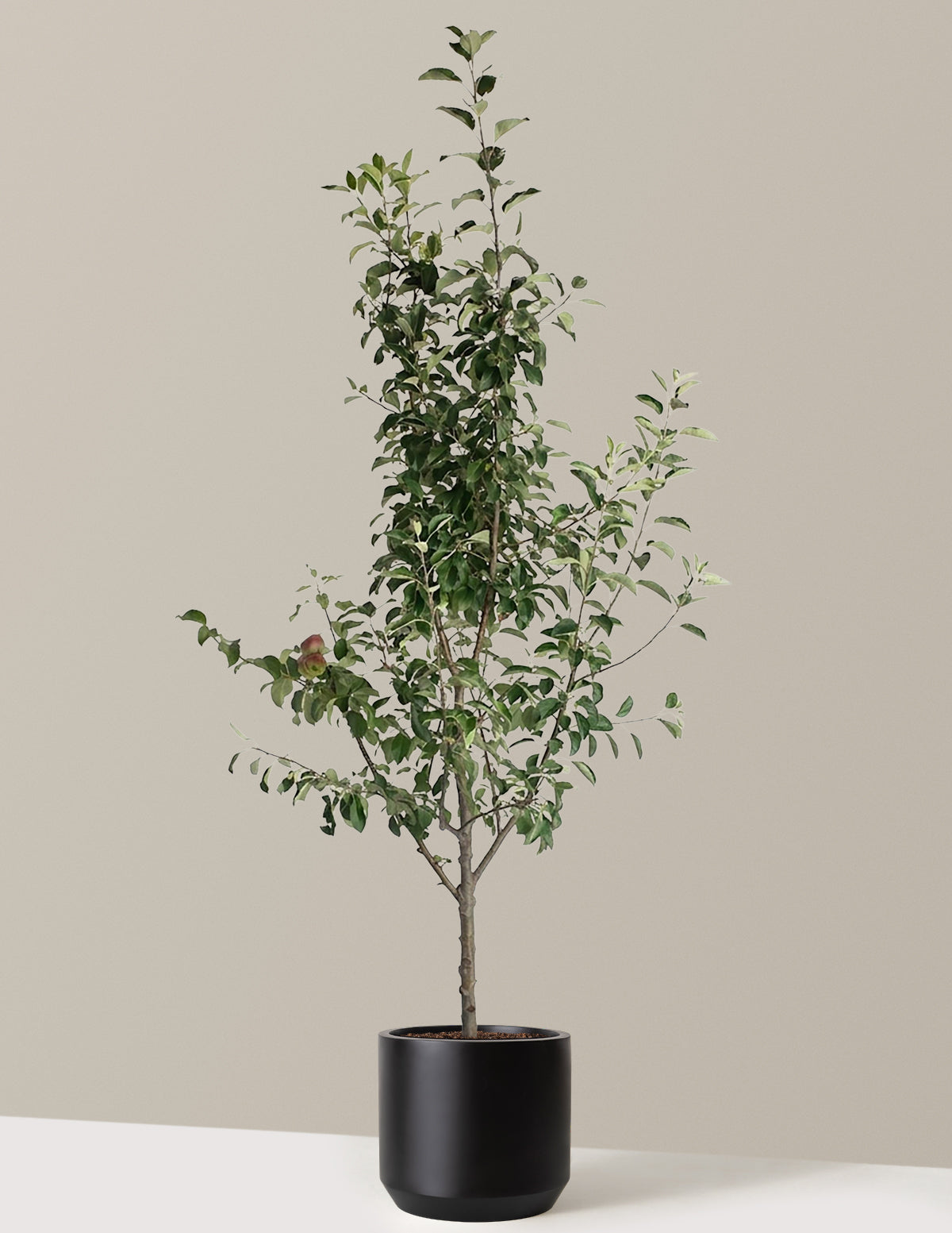 3-in-1 Apple Tree