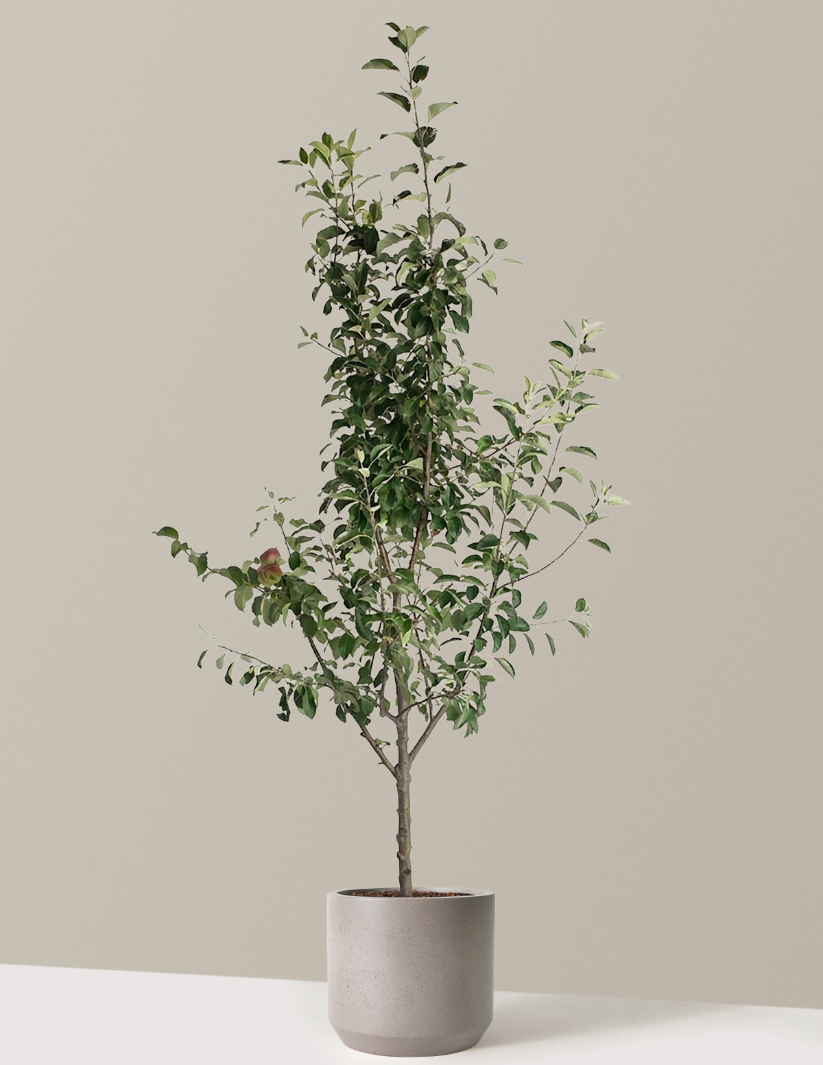 3-in-1 Apple Tree