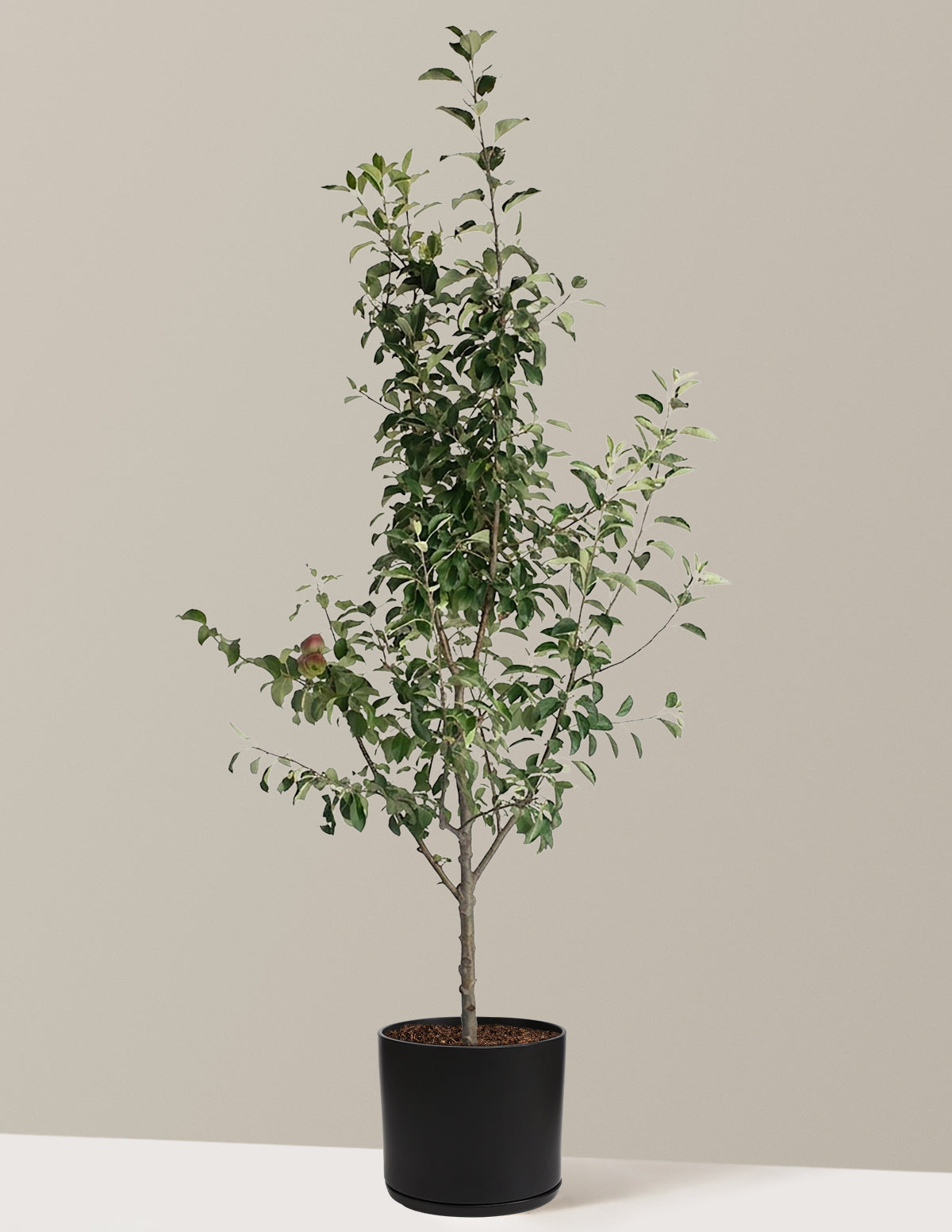 3-in-1 Apple Tree