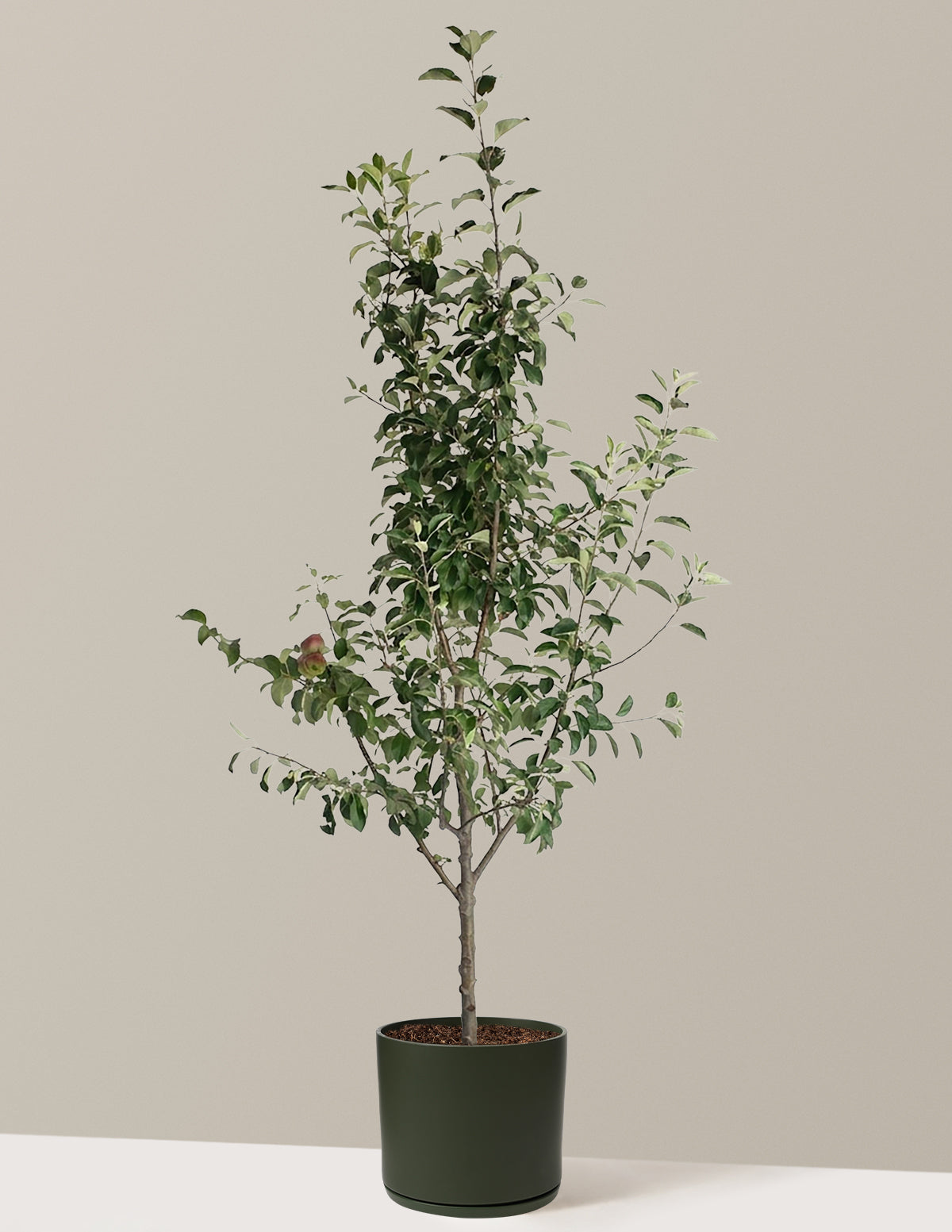 3-in-1 Apple Tree