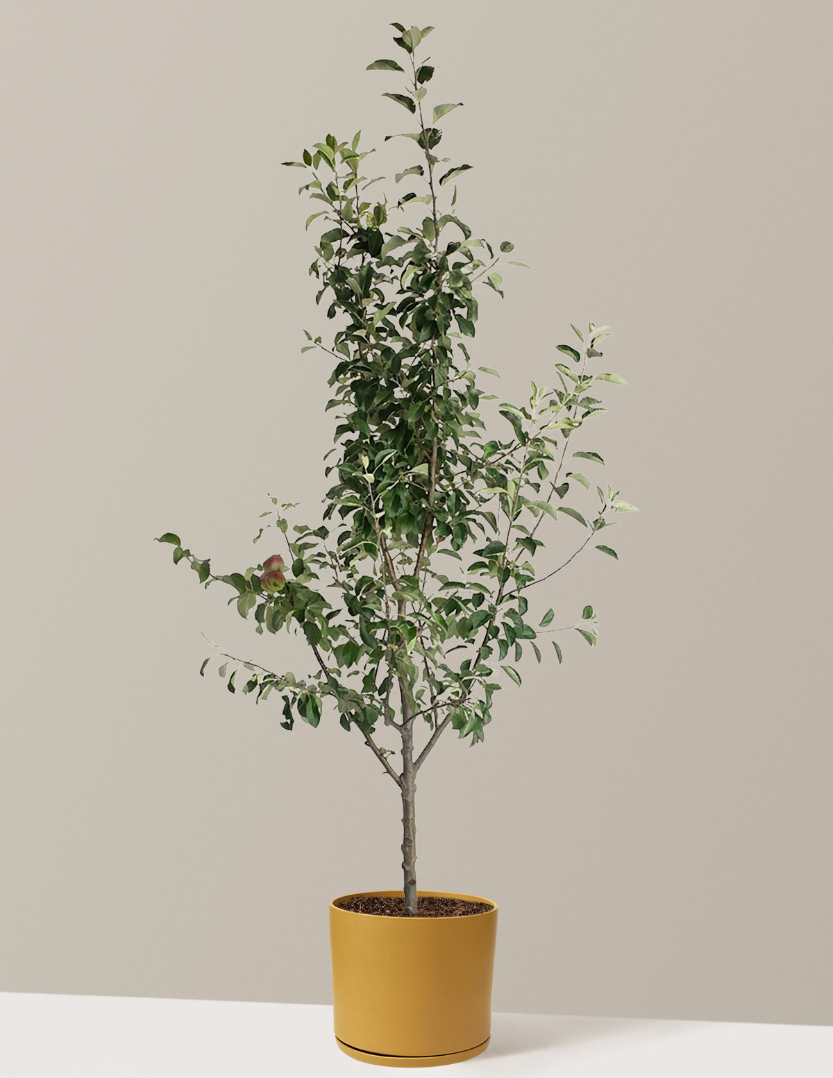 3-in-1 Apple Tree