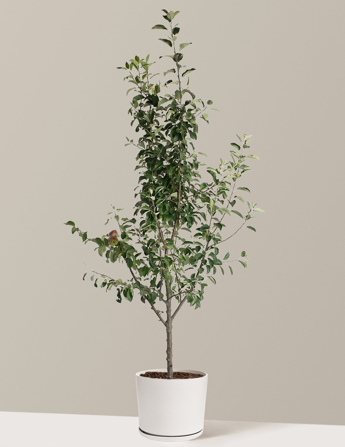 3-in-1 Apple Tree