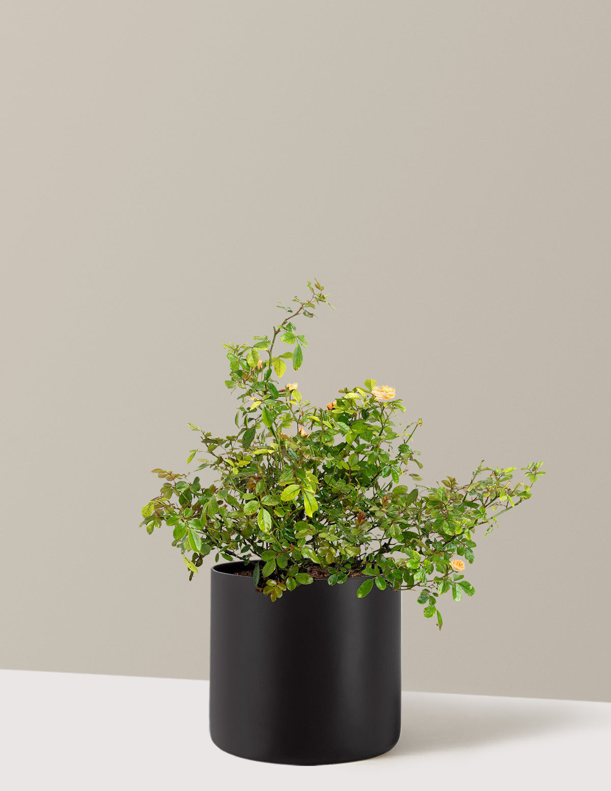 Apricot Drift® Rose
