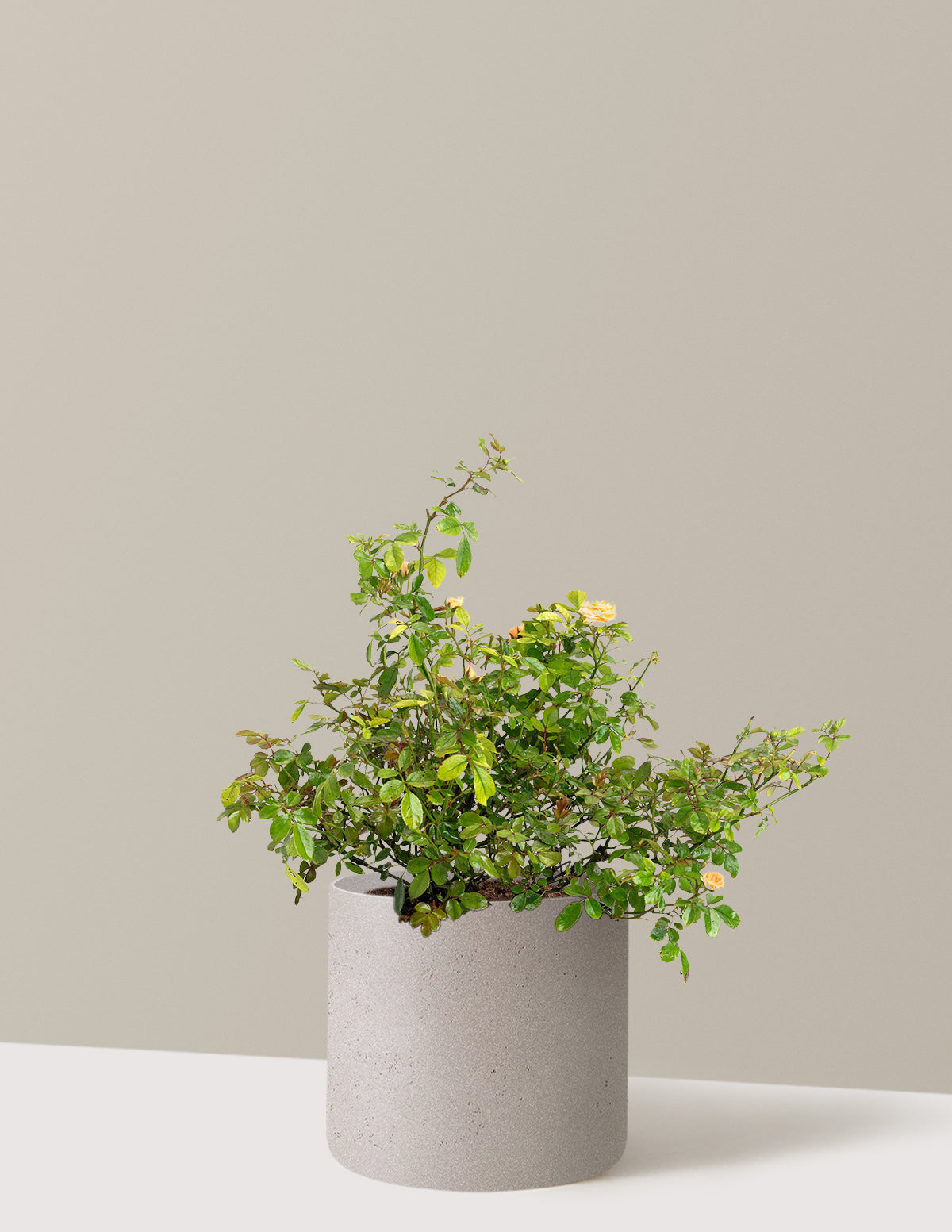Apricot Drift® Rose