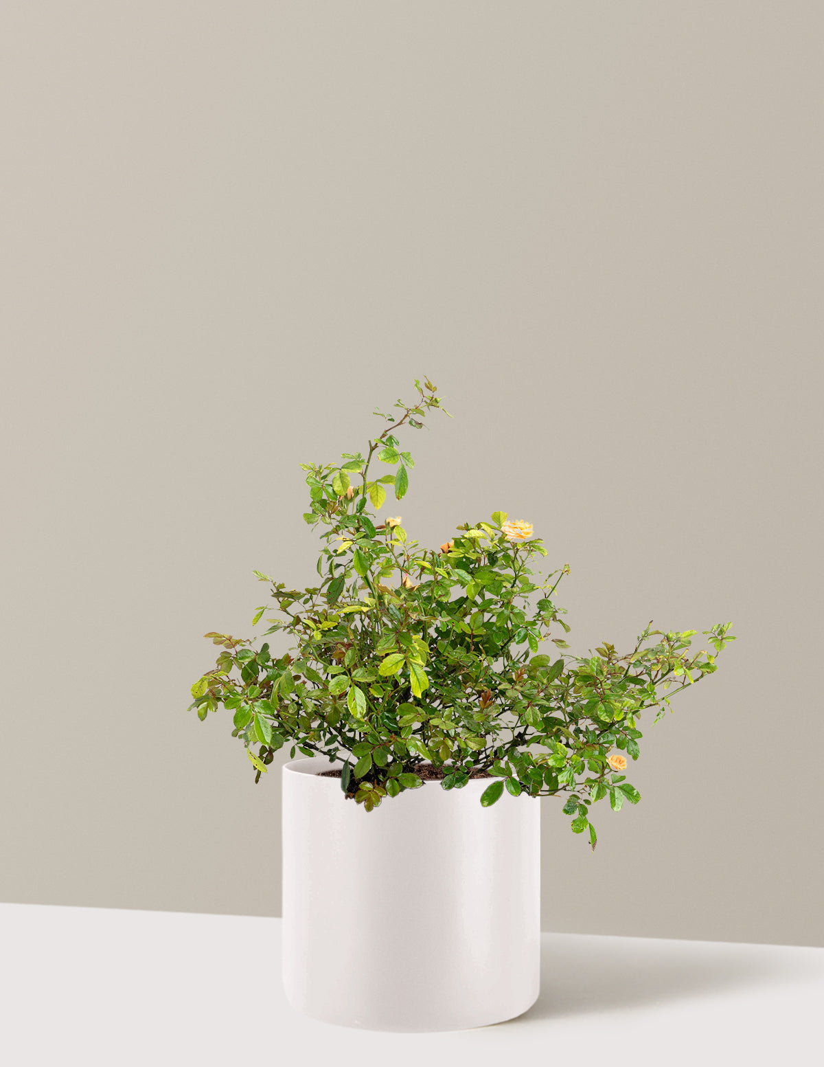 Apricot Drift® Rose